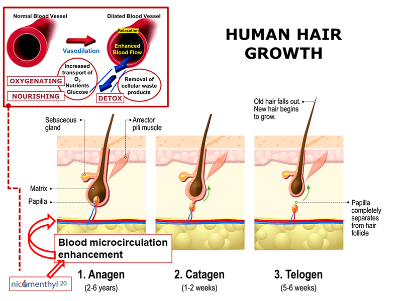 Hair growth