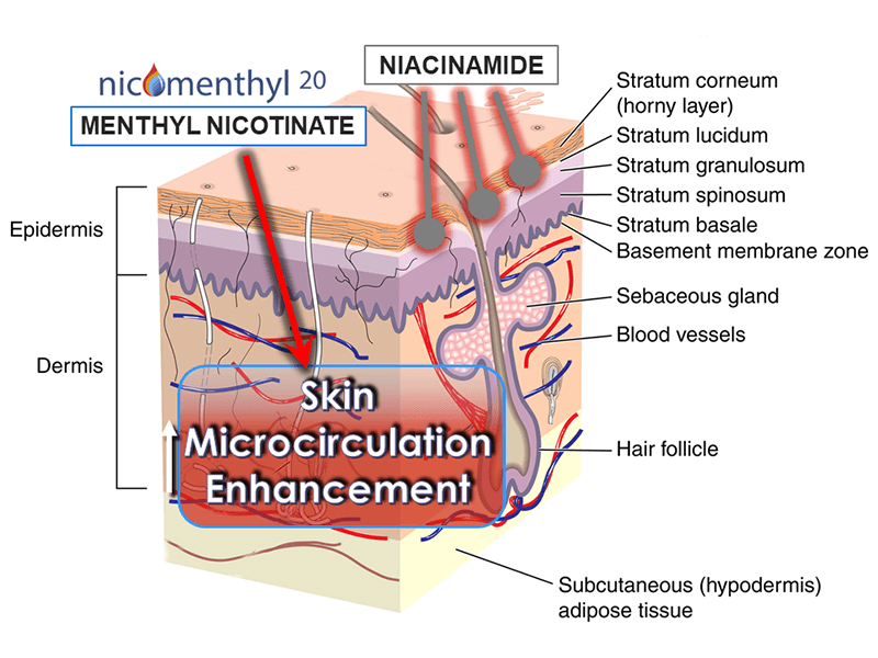 Skin microcirculation